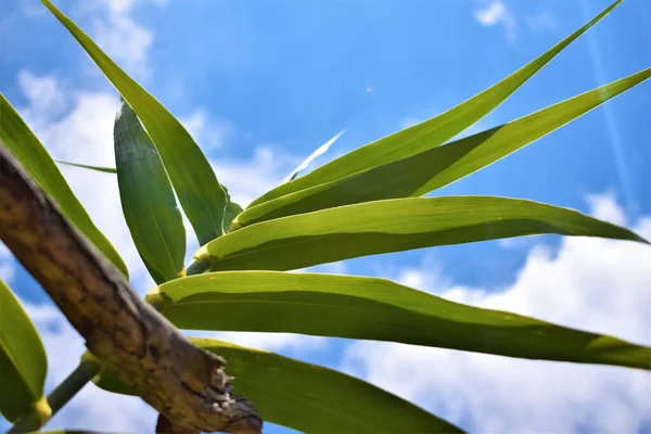 Green reed leaves looking skyward with clouds