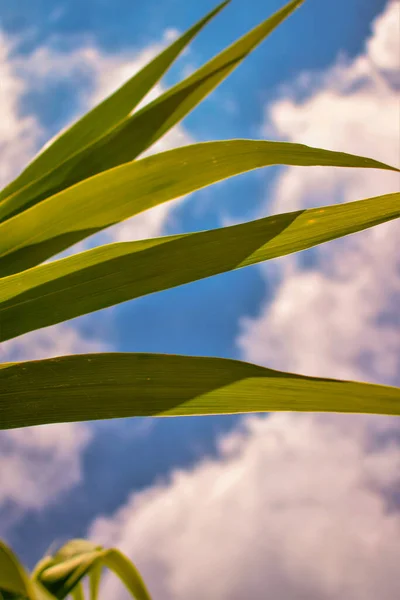 Green reed leaves looking skyward with clouds