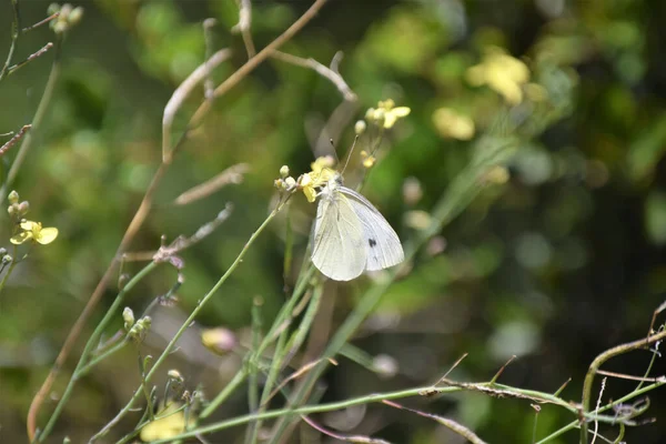 閉じる 枝に白い蝶と小さな黄色の花 森林植生 — ストック写真