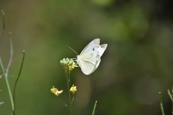 Cerca Mariposa Blanca Rama Pequeña Flor Amarilla Vegetación Forestal — Foto de Stock