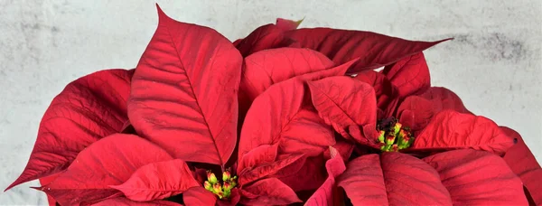 stock image Christmas plant, poinsettia, with stone background