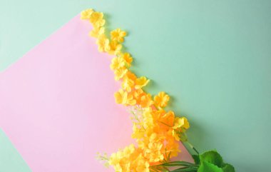 Çift renkli arka planda küçük sarı çiçekler, metin veya fikir için boşluk. Zenith manzarası. Bahar konsepti.