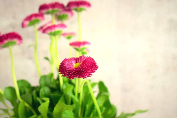 Bellis Perennis Der Nähe Der Blume Blütenblätter Von Rosa Farbe — Stockfoto