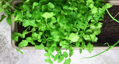 Çiftlik, maydanozlu şehir bahçesi.