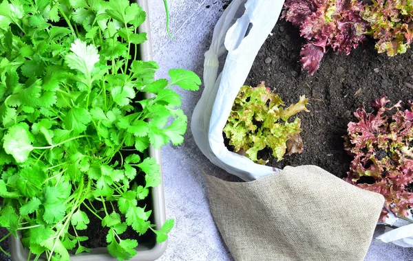 Process Urban Garden Parsley Red Lettuce — Stock Photo, Image