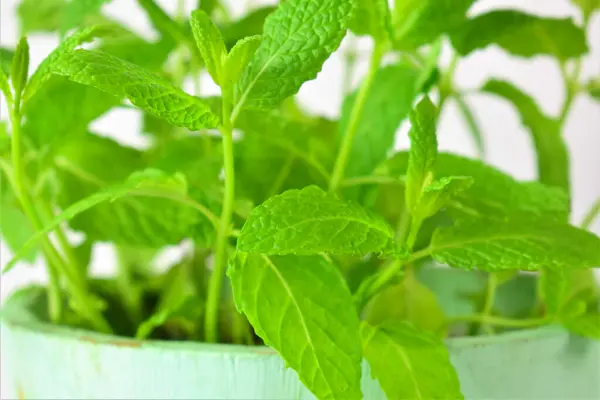 Mint Tanaman Dalam Pot Kayu Karat Warna Cahaya — Stok Foto