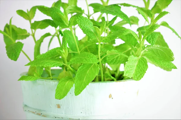 Mint Tanaman Dalam Pot Kayu Karat Warna Cahaya — Stok Foto