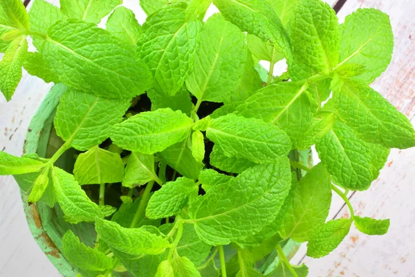 Mint Tanaman Dalam Pot Kayu Karat Warna Cahaya — Stok Foto