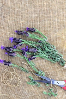 Lavantanın kökü kırsal kumaştır. Doğal tıbbi tesis, mülkiyet ve faydalarla dolu..