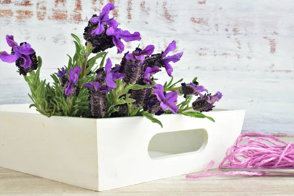 Tanaman Lavender Alami Ranting Baki Kayu — Stok Foto