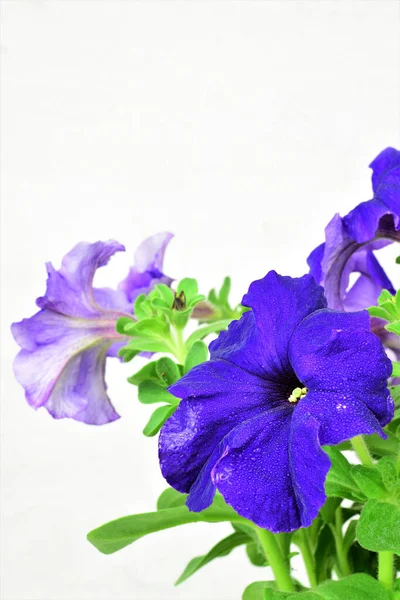 Flor Petúnia Com Gotas Finas Fundo Claro Espaço Cópia — Fotografia de Stock