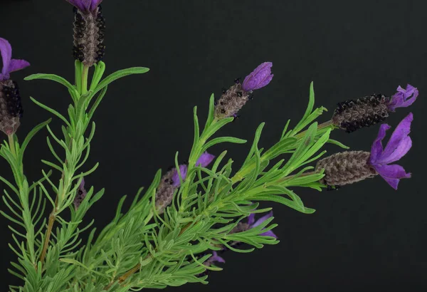 Lavender, natural plant, twigs on  black background.