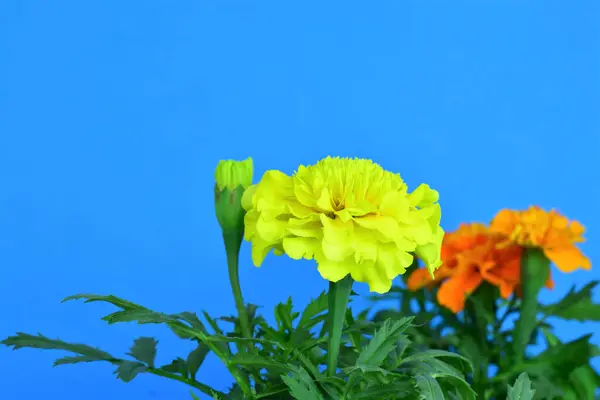 Calendula Bunga Dengan Batang Hijau Dengan Latar Belakang Biru — Stok Foto