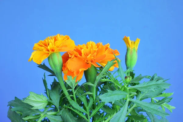 Calendula Bunga Oranye Dengan Latar Belakang Biru Salin Ruang Teks — Stok Foto