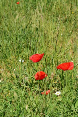Kırmızı haşhaş tarlada