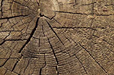 Yaklaş, eski ahşap doku.