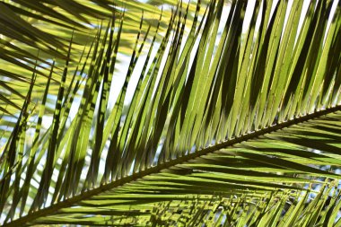 Genç palmiye yaprakları, simetrik, gökyüzüne bakıyor.