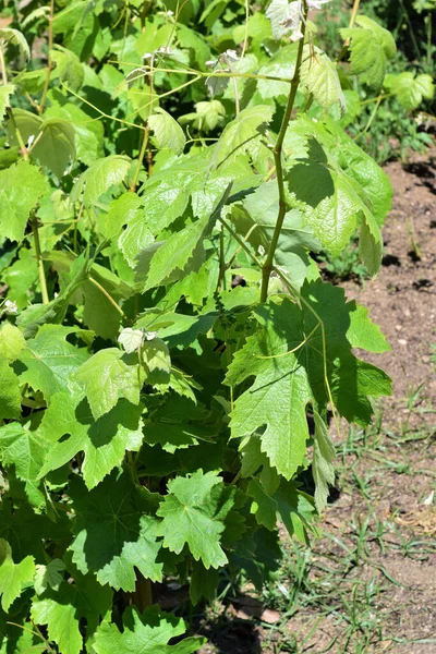 Kebun Anggur Daun Anggur Untuk Kelompok Anggur Masa Depan — Stok Foto