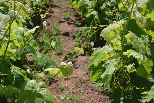 Vineyard, vine leaves, for future grape clusters