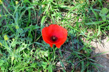 Yaklaş, doğal ve vahşi kırmızı haşhaş..