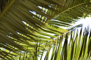 Genç palmiye yaprakları, simetrik, gökyüzüne bakıyor.