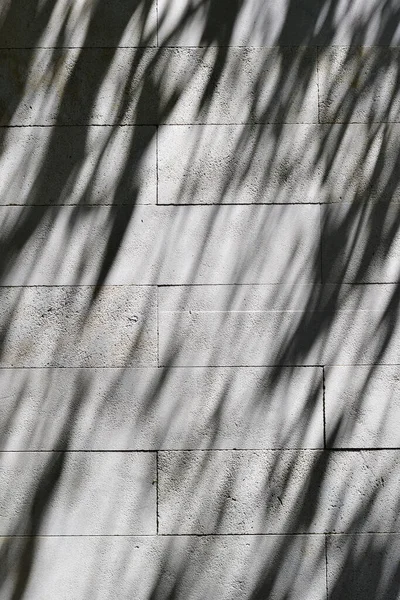 Mur Tons Gris Avec Des Ombres Naturelles Feuilles Espace Copie — Photo