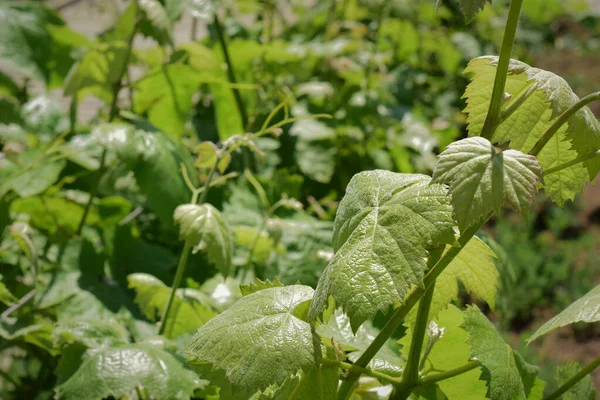 Kebun Anggur Daun Anggur Untuk Kelompok Anggur Masa Depan — Stok Foto