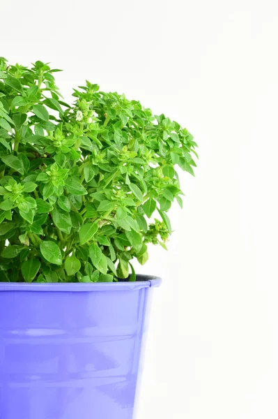 Tumbuhan Basileios Dengan Daun Daun Kecil Dengan Panci Kebiruan Pada — Stok Foto