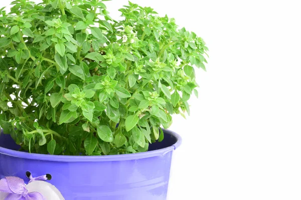 Planta Albahaca Con Hojas Pequeñas Con Una Maceta Azulada Sobre —  Fotos de Stock