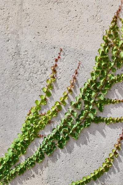 Kletterpflanze Auf Grau Zementierter Wand Kopierraum — Stockfoto