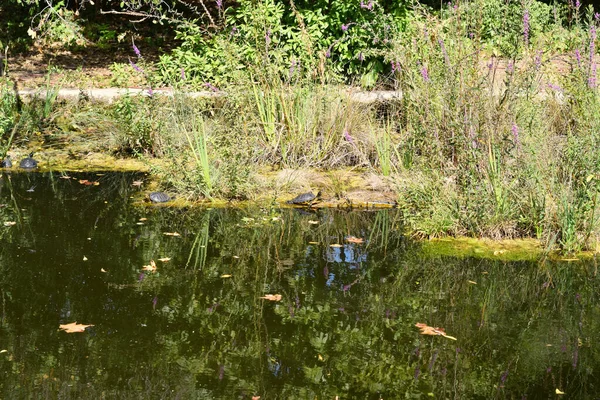 Schildpadden Aan Oever Van Vijver Van Groen Water Tussen Vegetatie — Stockfoto