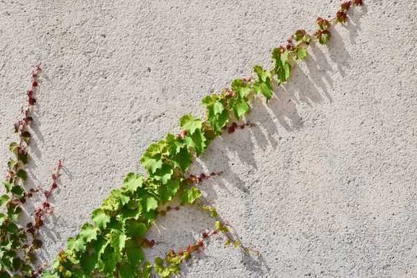 硬墙纹理和老灰色背景 被攀爬的常春藤植物覆盖 — 图库照片