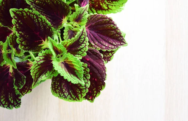 Tanaman Dalam Ruangan Coleus Scutellarioides Dengan Warna Mencolok Dan Bentuk — Stok Foto