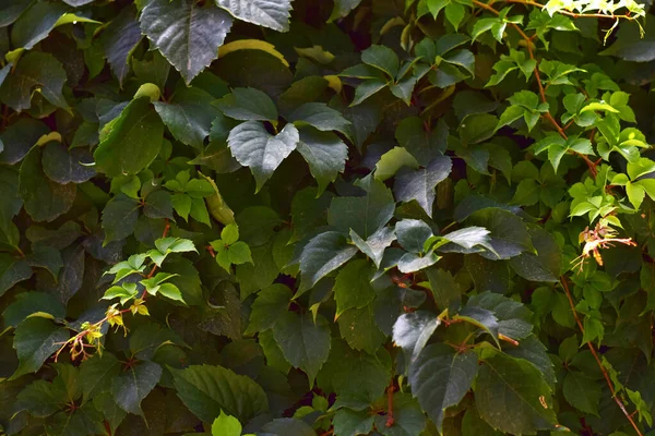 Kletterpflanze Mit Grünen Blättern Und Schnellem Wachstum — Stockfoto