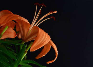 Kapatın. Siyah arka planda küçük damlaları olan doğal turuncu zambak..