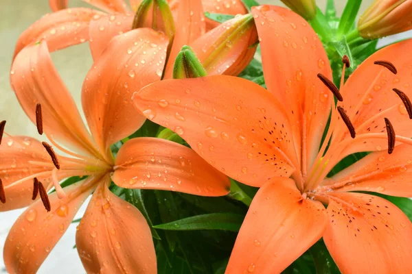 自然背景 ユリの花を持つ植物 オレンジの色 — ストック写真