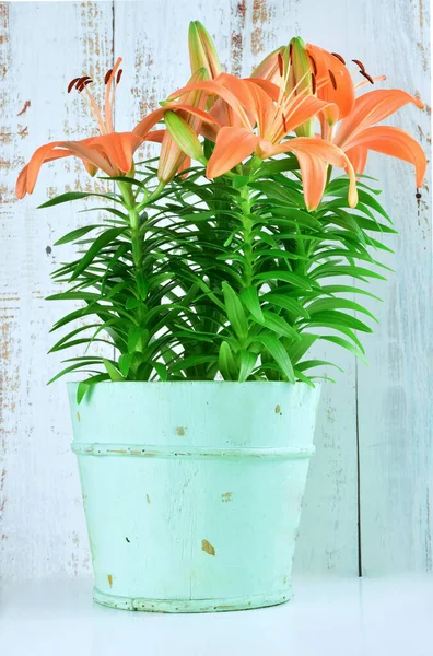 Tanaman Lily Berbunga Oranye Dalam Pot Kayu Berkarat Latar Belakang — Stok Foto