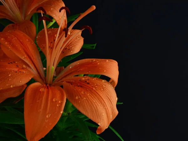 Close Natural Orange Lily Tiny Drops Black Background Copy Space — Stock Photo, Image