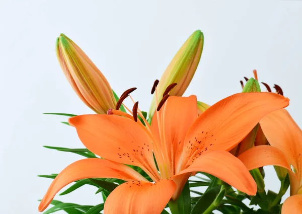 オレンジの花ユリの植物 白と白の背景 — ストック写真