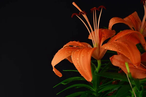 Sluit Maar Natuurlijke Oranje Lelie Met Kleine Druppels Een Zwarte — Stockfoto