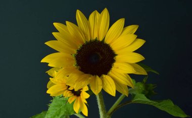 Yaklaş, ayçiçeği küçük su damlaları ve siyah arkaplan.