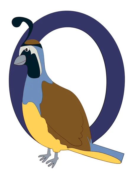 Q-quail — Vector de stoc