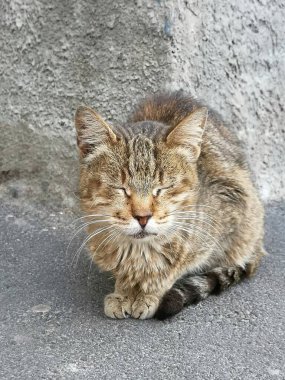 Taş orman. Bahçede dinlenen evsiz kedi.
