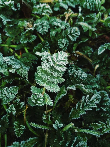 霜に覆われた葉と草 — ストック写真