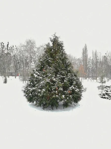 雪地里的圣诞树 — 图库照片