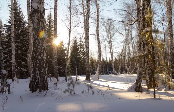 Solnedgång i vinter björkskogen - Stock bild — Stockfoto