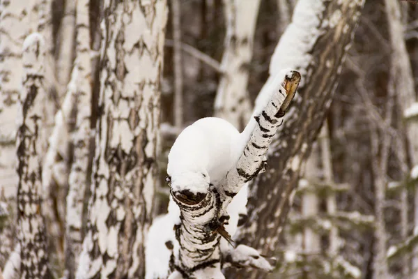 Bosque de invierno —  Fotos de Stock