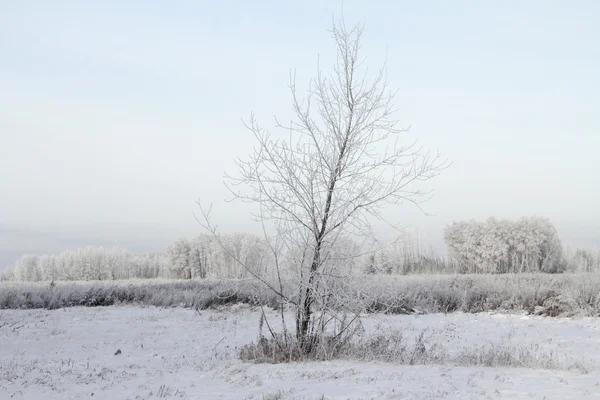 Árboles de invierno — Foto de Stock