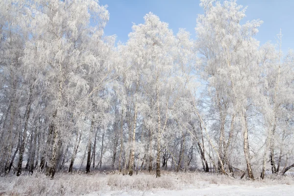 Árboles de invierno —  Fotos de Stock