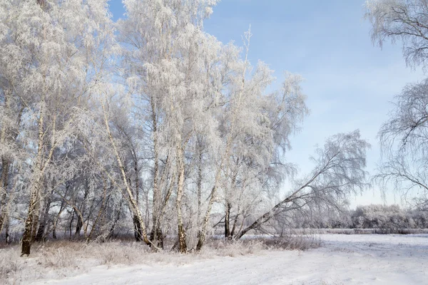 Vinterträd — Stockfoto